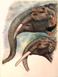 seridentius-eubelodon_1731407036.jpg