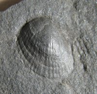 128-01-pseudaviculopecten-sp-ostrava-hermanice-30x30mm-2006_1643967933.jpg