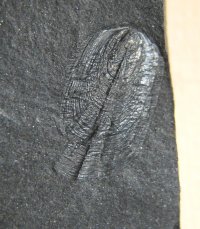 20-01-liralingua-tenuistriata-ostrava-hermanice-2-35x20-mm-2004_1643613958.jpg