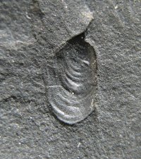 29-01-selenimyalina-laevis-bohumin-vrbice-23x18mm-2005_1643958755.jpg