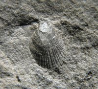 70-01-pseudaviculopecten-sp-2-ostrava-koblov-23x23mm-2005_1643963433.jpg