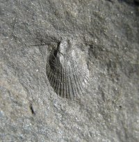 70-01-pseudaviculopecten-sp-ostrava-koblov-23x23mm-2005_1643963400.jpg