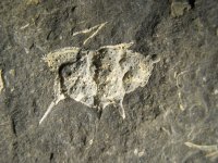 ceratocephala-barrandei-15-08_1605424987.jpg