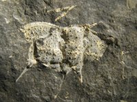 ceratocephala-barrandei-15-16_1605425049.jpg