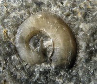 gastropoda-65-02-kourici-lom-silur_1604170320.jpg