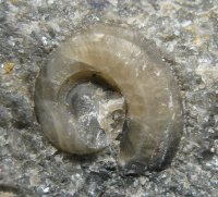 gastropoda-65-04-kourici-lom-silur_1604170346.jpg