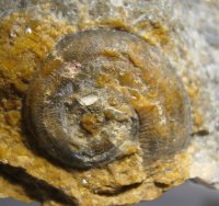 gastropoda-82-02-kourici-lom-silur_1604170289.jpg