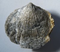 mollusca-kourici-lom-kopanina-f-mol-55-04_1604170508.jpg