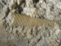 netrilobita-plesivec-devon-2_1608139413.jpg