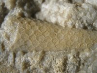 netrilobita-plesivec-devon-3_1608139441.jpg