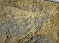 pisocrinus-sp-5-01-kosov-kopanina-f-zona-cromus-b_1615879944.jpg