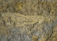 pisocrinus-sp-5-02-kosov-kopanina-f-zona-cromus-b_1615879971.jpg