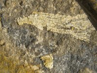 pisocrinus-sp-6-01-kosov-kopanina-f-zona-cromus-b_1615879994.jpg