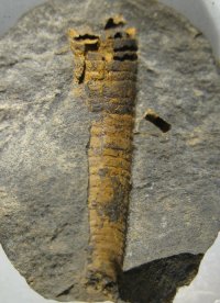 ramseyocrinus-primus-osek-ordovik-1_1616936513.jpg