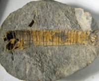 ramseyocrinus-primus-osek-ordovik-2_1616936535.jpg